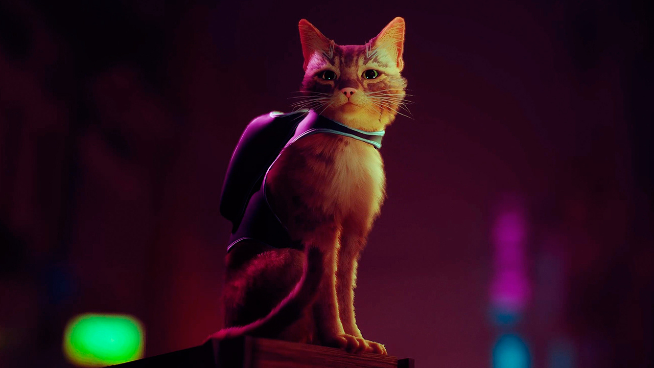 Miaule chat qui Chat qui